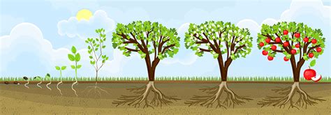How long does apple tree grow? Life Cycle Of Apple Tree Stages Of Growth From Seed And ...