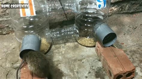 Rat Caught On Trap Youtube