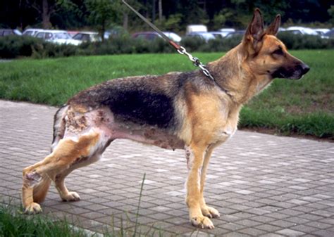 German Shepherd Dog Skin Diseases And Others Breeds And Pathology