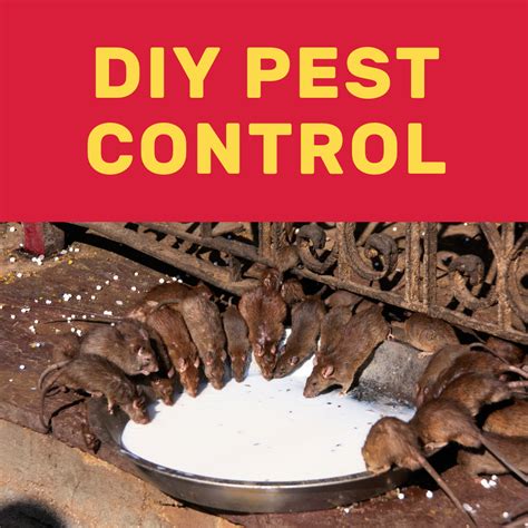 Are the suggestions given to best selling pest control products sorted by priority order? Get Rid of Bugs and Rodents | Pest control, Diy pest ...