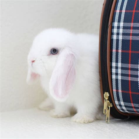 I Need This Rabbit Carrier Rabbit Carrier Pet Rabbit Rabbit