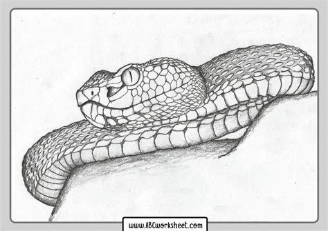 Realistic Printable Snake Coloring Pages Cakrawalanews