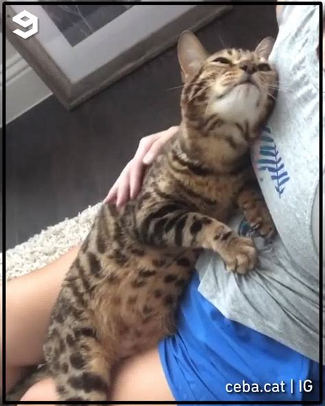 Cat Looks At Hooman Lovingly Find Someone Who Looks At You Like This