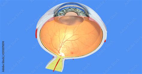 Eye Anatomy 24 Pupil Sclera Iris Cornea Retina Choroid Vitreous