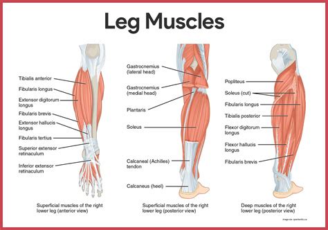 Muscular System Anatomy And Physiology Nurseslabs