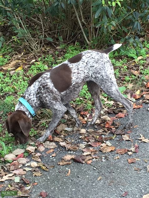 During the 1990's when the designer dog fad was in full swing. Stud Dog - Female German Short Hair Pointer - Breed Your Dog