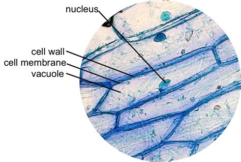 Plant Cell Nucleus Microscope