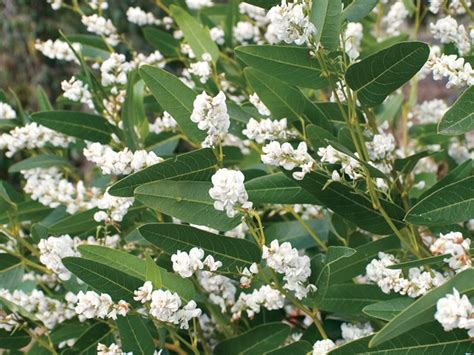 Is very hardy and drought tolerant. Angus's Top Ten Australian Groundcovers | Gardening With Angus