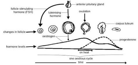 Oestrus Cycle Meaning Phases And Difference With Menstrual Cycle