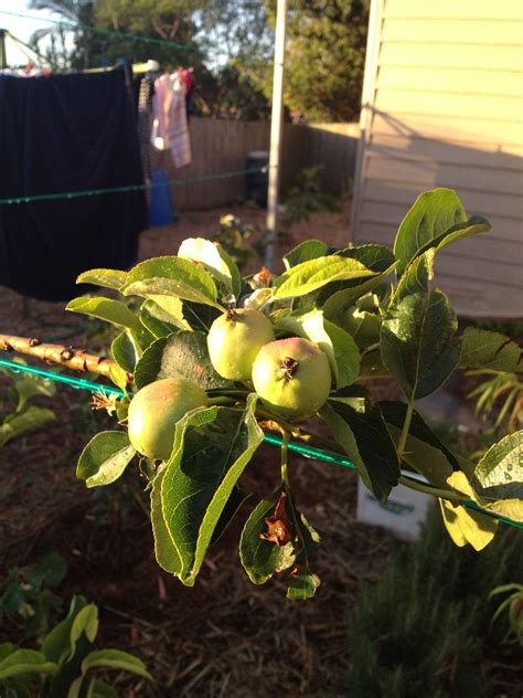 We did not find results for: Forum: Low Chill Apples Trees
