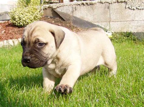 The beautiful coat colors of these dogs may be fawn, brindle or red. Puppy List Pictures