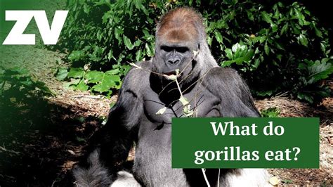 What Do Gorillas Eat Youtube