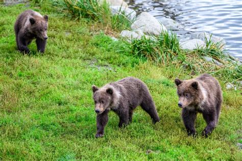 cute little brown bear cubs with natal collars playing in grass on the side of the brooks river