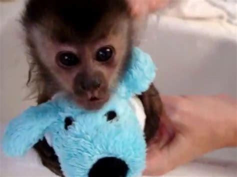 Adorable Baby Monkey Clutches Stuffed Toy During Bath Time Video