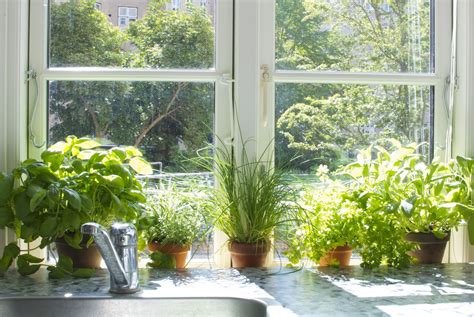 Creating An Herb Garden Indoor The Sill The Plant Hunter
