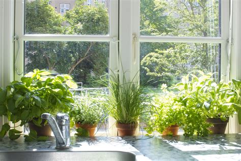 Indoor Herb Garden; grow one on your own with these tips - DIYVila