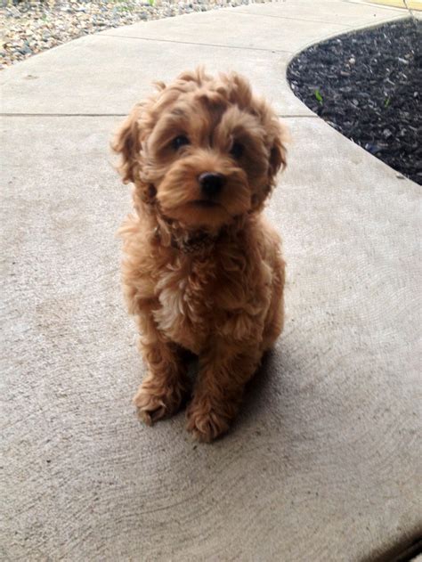 Find a cavapoo on gumtree, the #1 site for dogs & puppies for sale classifieds ads in the uk. 17 Best images about Cockapoo on Pinterest | Too cute ...