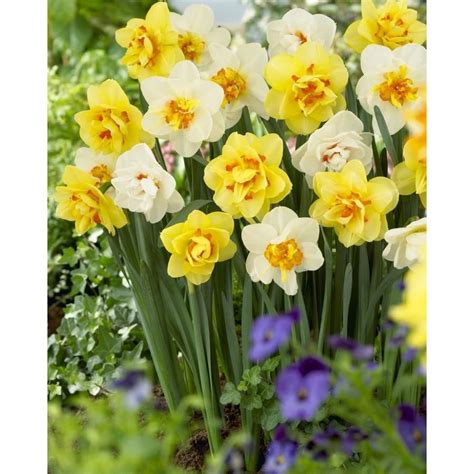 Garden State Bulb 30 Pack Double Mixed Daffodil Bulbs Lb421c Lowes