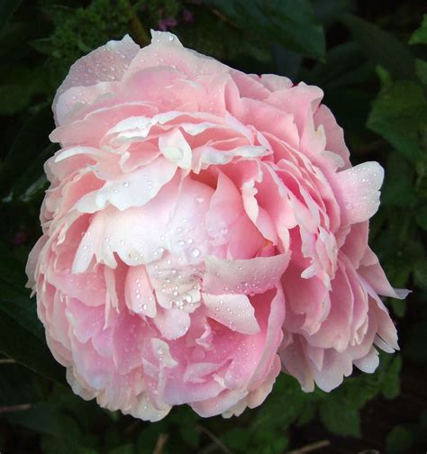 You can keep your peony bush healthy by pruning it once in the fall and doing minor maintenance pruning during the growing season. Free pink peony Stock Photo - FreeImages.com