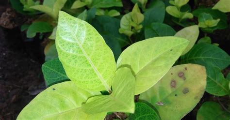 Bahkan jenis melati putih ditetapkan sebagai salah satu bunga nasional indonesia bersama dengan rafflesia arnoldii dan anggrek bulan. Jual Pohon Melati Jepang | Tanaman Hias | Pohon Pelindung ...