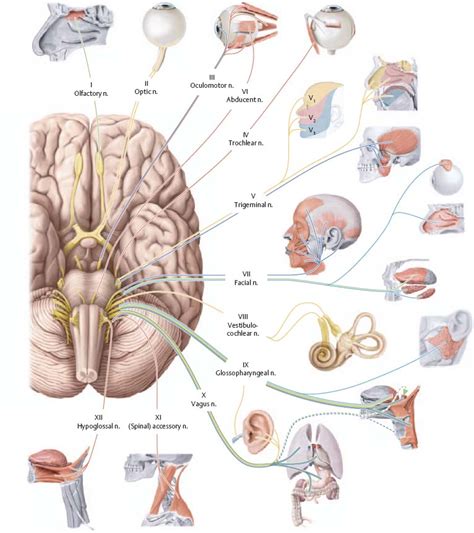 Cranial Nerves - Atlas of Anatomy