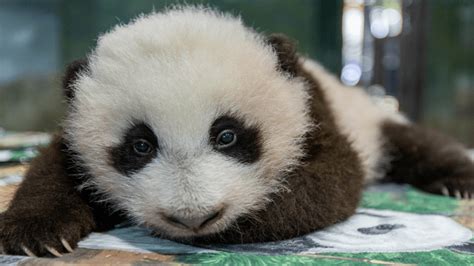 Public Can Vote To Name Smithsonians National Zoo Giant Panda Cub