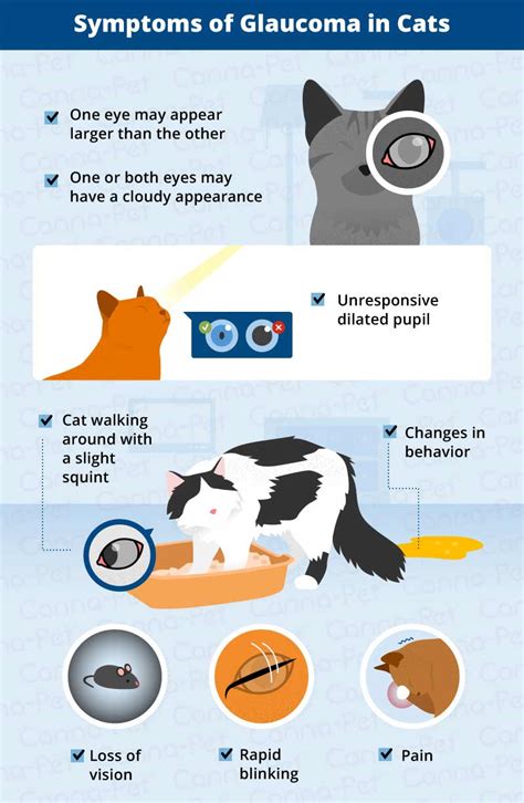 Glaucoma usually starts in one eye but can progress into the other eye, depending on in order to diagnose your cat's eye condition, your veterinarian will perform a complete history, physical exam, and eye exam. Glaucoma in Cats: Causes, Signs, & Treatment | Canna-Pet
