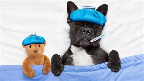 5 Enfermedades Que Las Mascotas Comparten Con Los Humanos Bbc News Mundo