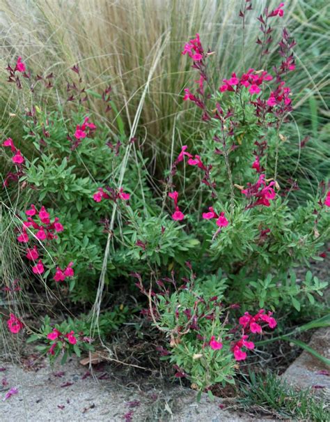 The Glowing Hot Pink Flowers Of A Autumn Sage Salvia Greggii Hybrid