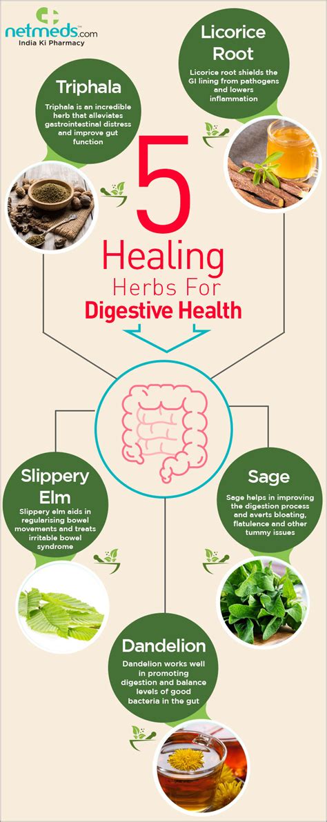 Digestive Health 5 Amazing Herbs For Uplifting Gut Health And Function
