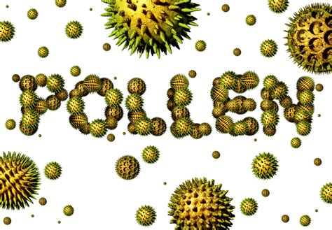 How Do We Count Pollen Anyway American Council On Science And Health