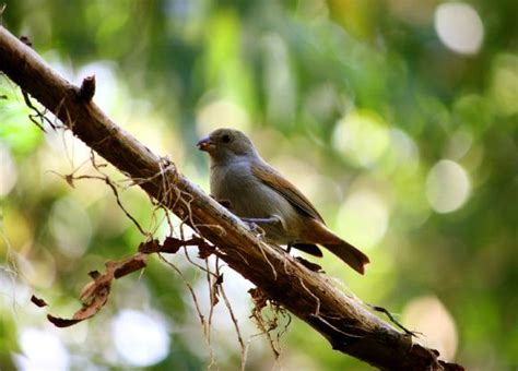 Birds Living In Urban Environments Are Smarter Than Their Country Counterparts Says A Group Of