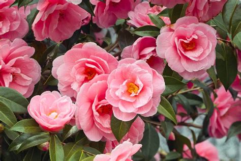 Avocado varieties that will grow in florida. Winter flowers put the wow! into winter | The Canberra ...