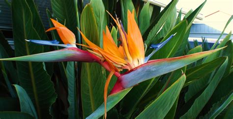 Birds of paradise gelato boutique creates botanical gelato that is flavoured using real, natural ingredients: Cute Bird Of Paradise Flower - We Need Fun