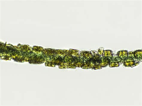 Blue Green Filamentous Algae Under Microscopic View Stock Image Image