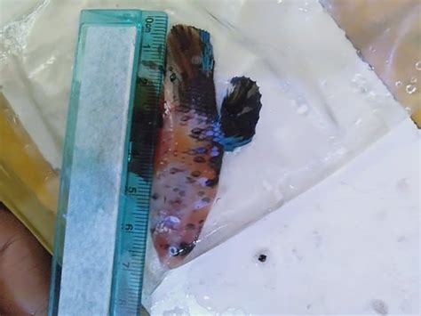 A color enhancing fish food for your small fishes like danio, guppy, molly, betta, platty and etc. Koi Giant Betta Fish For Sale - Center of betta fish for sale