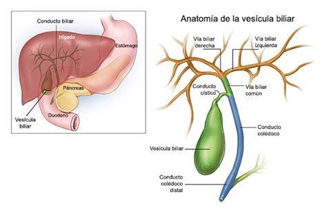 Anatom A De Las V As Biliares Homo Medicus