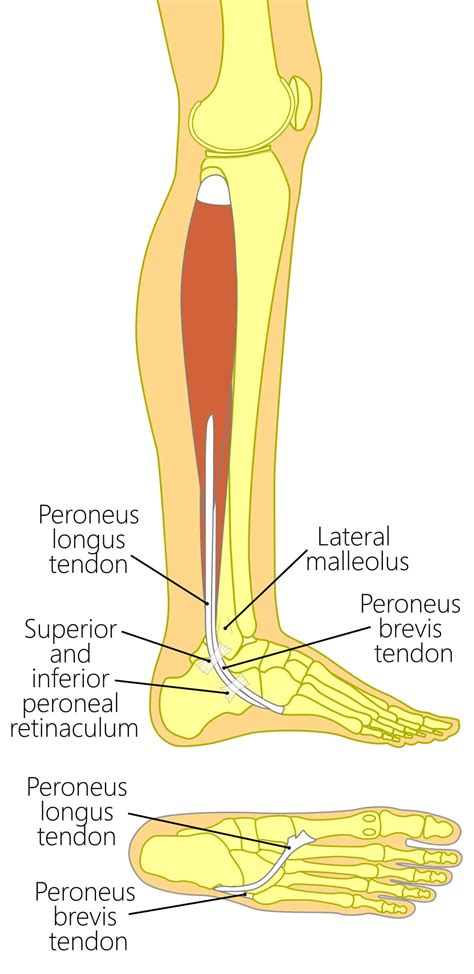 Tendons are used to produce movement. Personal Tendonitis | Laser Foot Surgery Centers