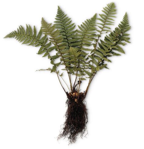 I have one of those rapitest meters and it still says the moisture is from 4.5 to 7 even though the top of the soil looks extremely dry. What is a Plant | Different Types of Plants | DK Find Out