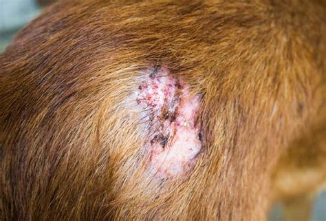 4) he worked hard on his report , then accidaccidentally deleted the file from his computer. Dog Skin Conditions (12 Examples With Pictures) | Skin ...