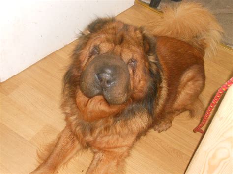 3 brush coat girls, 2 bear coat boys and 1 brush coat boy. File:Bear Coat Shar Pei.jpg - Wikimedia Commons
