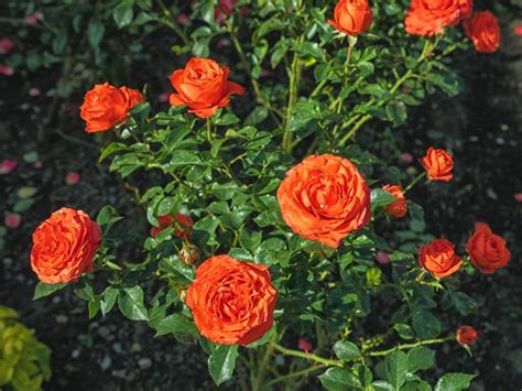 Tips On Planting Rose Bushes In Fall