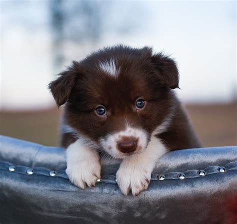 This little red and white border collie puppy has so much character