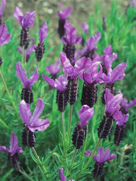 What Are The Different Types Of Lavender