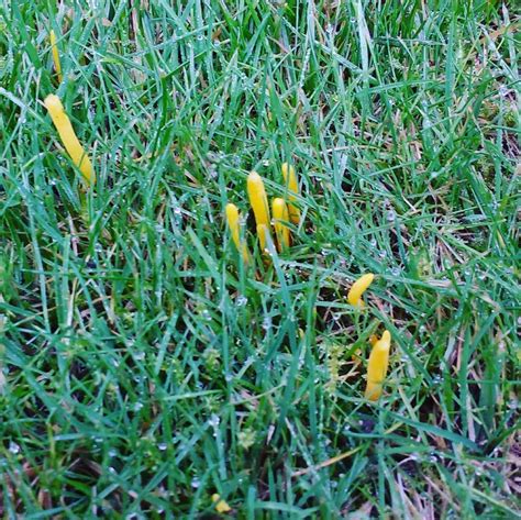 Yes, yellow fungus or chrysosporium anamorph of nanniziopsis vriesii (canv) is a contagious disease that can infect reptiles and affects their tissues at deeper levels. Always fun to find these little guys hiding in the grass ...