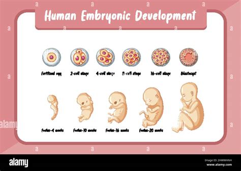 Infografia Desarrollo Embrionario