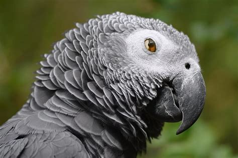 Parrot African Grey Bird Perch Portrait Close Up Macro