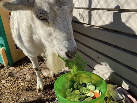 What Do Goats Eat For Snacks Dowta