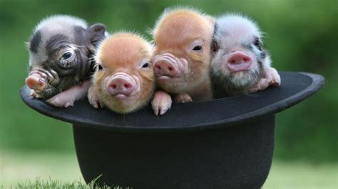 Baby Pigs Wallpapers 60 Images