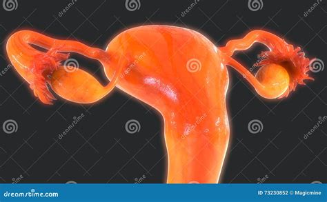 Female Reproductive System Cross Section